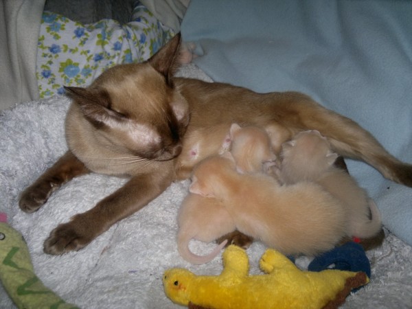 Anne-Grethe mit Neles Kittens