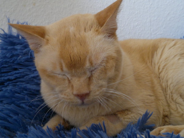 Fraggle, unser kranker WG-Sprecher