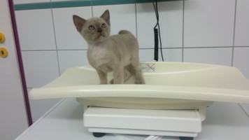 Karamell bei unserem Tierarzt, 2 Monate alt