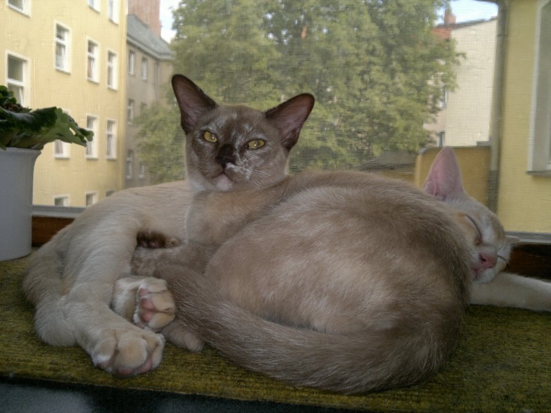 Capuccina und Dave Brubeck ruhen auf der Fensterbank und warten auf die Fertigstellung der HP