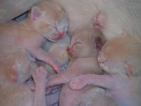 3 D-Wurf Burma Kittens an der mütterlichen Milchbar