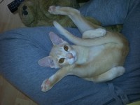 Gustav beim abendlichen Katzen-Yoga, 6 Monate alt